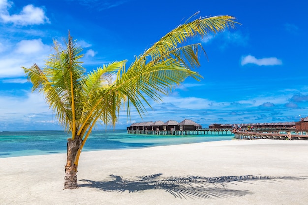 Palmeira em praia tropical nas Maldivas
