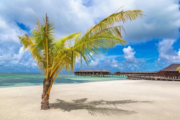 Palmeira em praia tropical nas maldivas