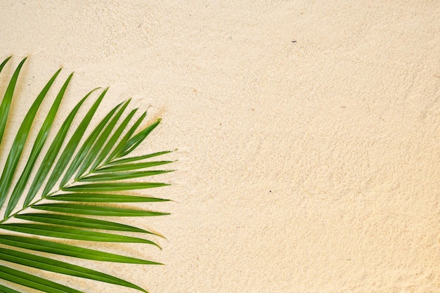 Palmeira em uma praia com fundo de areia branca