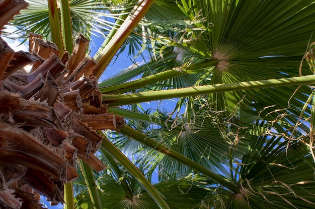 Palmeira fecha casca e folhas contra um céu claro de verão Férias de verão e aventuras ao ar livre