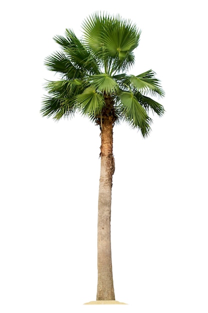 Palmeira isolada no fundo branco com traçados de recorte