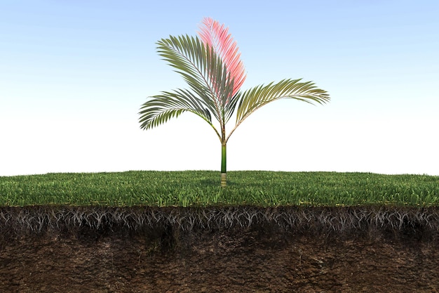palmeira na grama e uma fatia de solo sob ela, renderização 3d