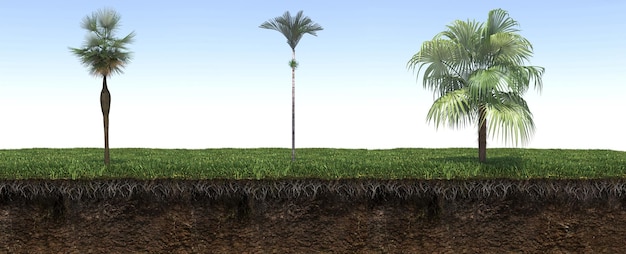 palmeira na grama e uma fatia de solo sob ela, renderização 3d