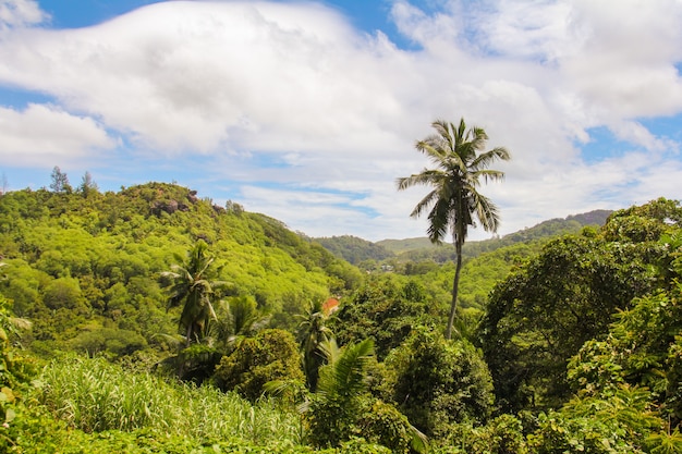 Palmeira na ilha tropical em Seyshelles