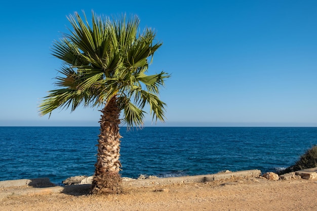 Palmeira na margem do mar Mediterrâneo na turquia