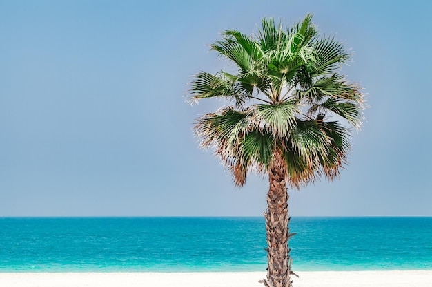 Palmeira na praia arenosa contra o fundo do mar com paisagem tropical de água turquesa