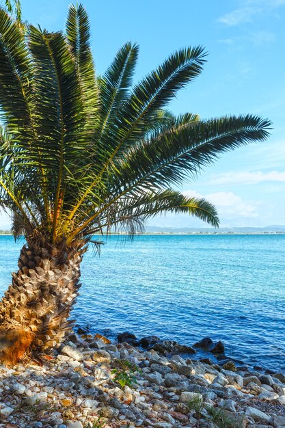 Palmeira na praia de verão lefkada, grécia