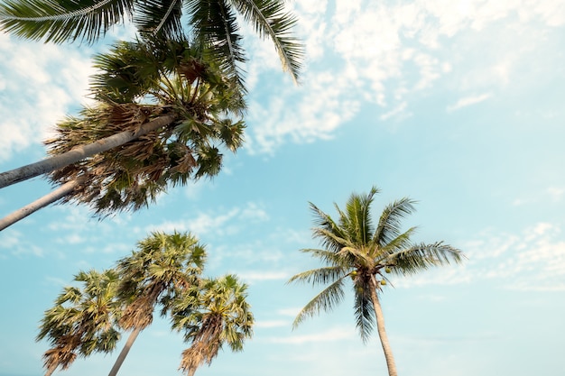 Palmeira na praia tropical com céu azul e sol no verão