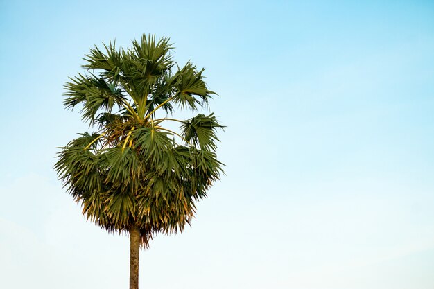 Palmeira no céu azul