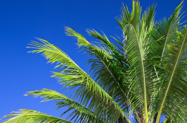 Palmeira no céu