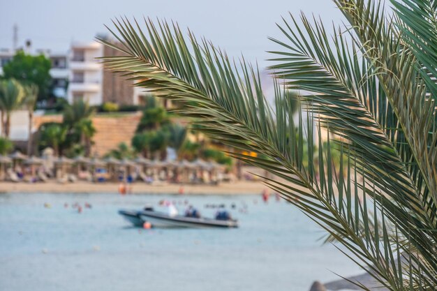 Palmeira no mar com resort e barco de férias