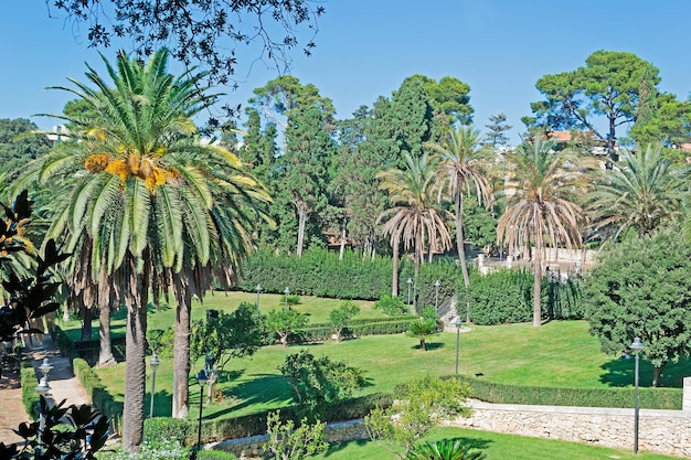 Palmeira no parque de Monserrato