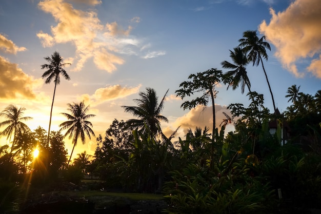 Palmeira no por do sol na ilha de moorea. polinésia francesa