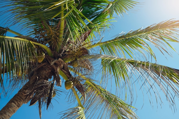 Palmeira no sol e no fundo do céu azul fundo do conceito de praia tropical feriados de fim de semana conceito de férias de férias