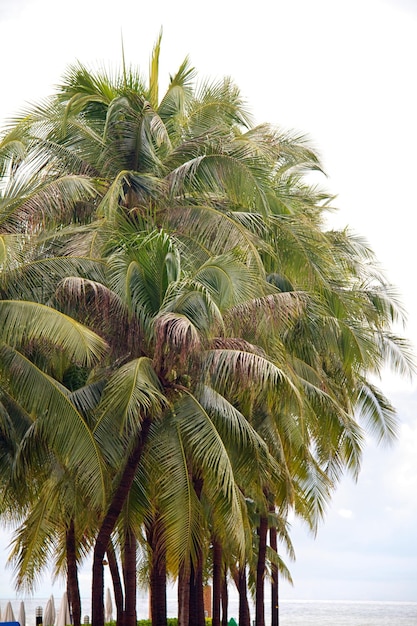 Palmeira no sul da Tailândia