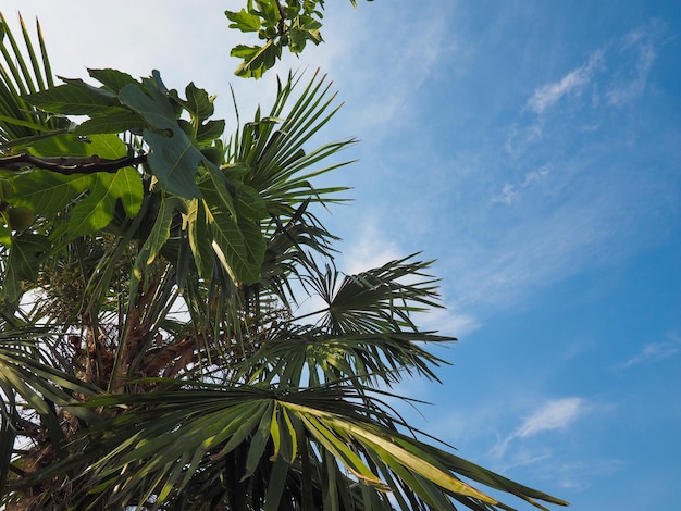 Palmeira no verão