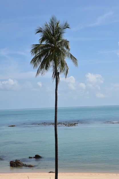 Palmeira pelo mar contra o céu