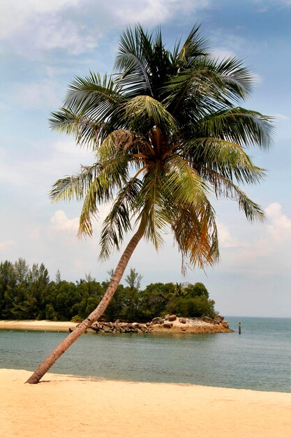 Palmeira pelo mar contra o céu