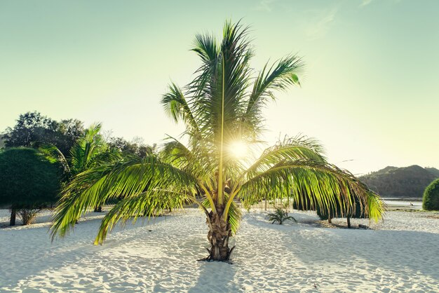 Palmeira pequena agradável em uma praia de areia branca paradisíaca. Sol brilhando nas folhas. Praia de Malibu na Ilha de Koh Phangan, na Tailândia.