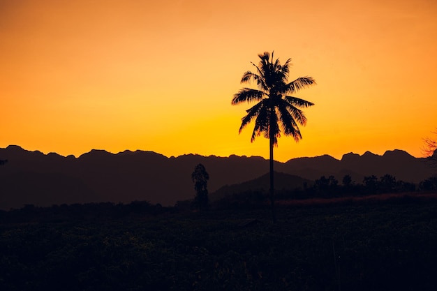 Palmeira silhueta fundo califórnia pôr do sol paisagem floresta tropical e montanhas pôr do sol céu laranja panorama da natureza