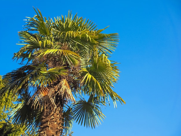 Palmeira sobre o céu azul com espaço de cópia