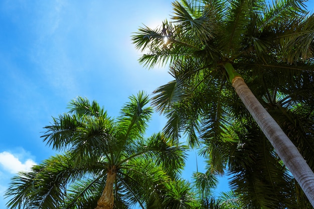 Palmeira tropical com luz do sol em um céu azul brilhante. Férias de verão