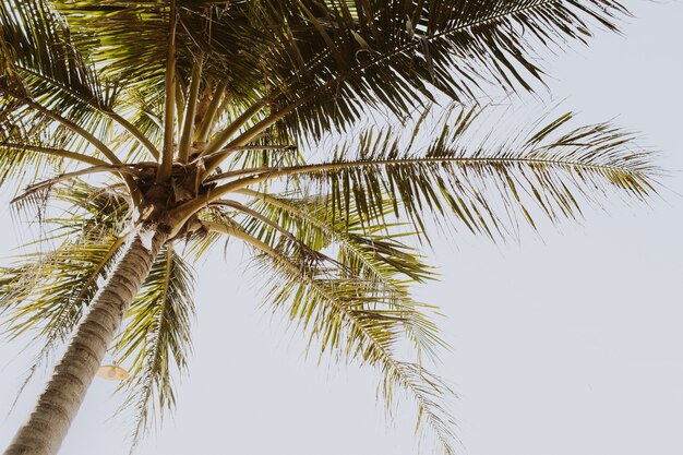 Palmeira tropical de verão contra céu branco. Papel de parede em tons retrô e vintage. Conceito de verão em Phuket, Tailândia.