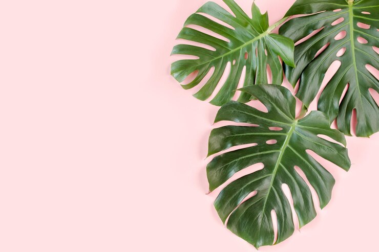 Palmeira tropical deixa Monstera em fundo rosa plano vista superior conceito mínimo