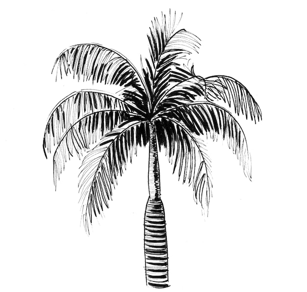 Palmeira tropical. Desenho de tinta preto e branco