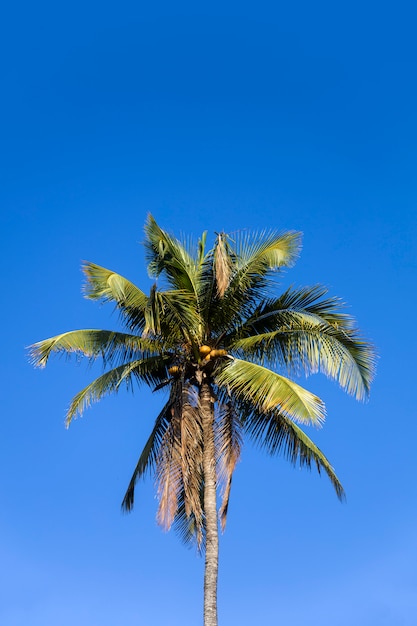 Palmeira tropical em nusa penida na ilha de bali, na indonésia