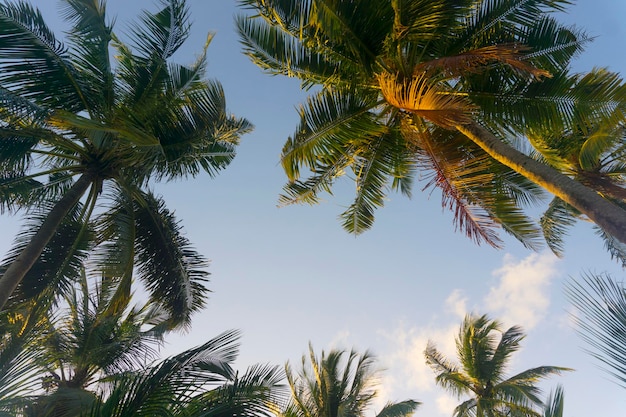 Palmeira tropical exótica das horas de verão