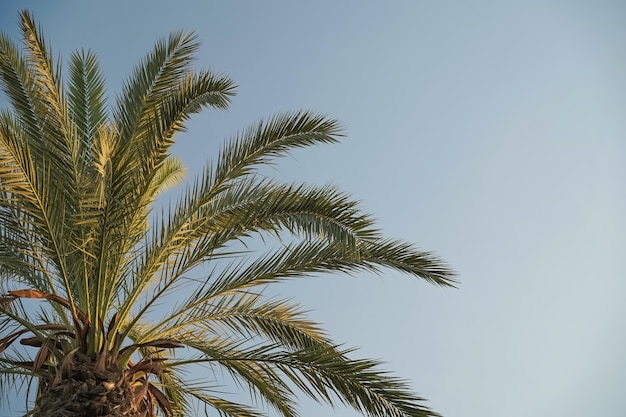 Palmeira tropical no fundo de um conceito trópico de férias de verão de céu azul claro de alta qualit ...