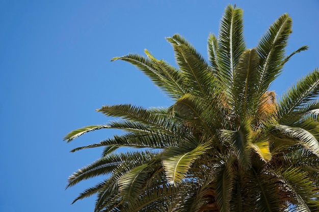 Palmeira única e céu ao fundo