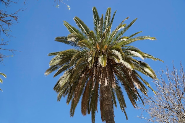 Palmeira única e céu ao fundo