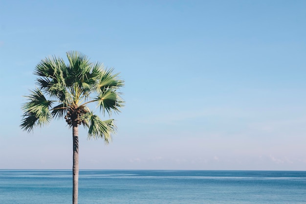 Palmeira única na praia com céu azul claro na vista panorâmica da rotel island indonésia