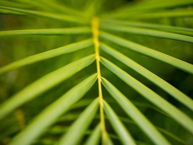 Palmeira verde-amarela com foco suave deixa fundo natural