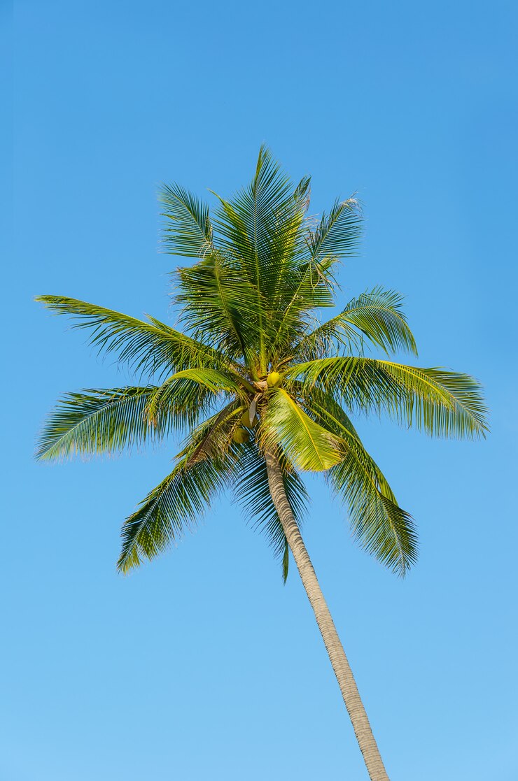 Foto palmeira verde no céu azul