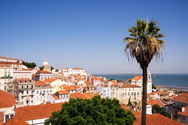 Palmeira virada para a baixa com um antigo mosteiro com o rio ao fundo em Lisboa