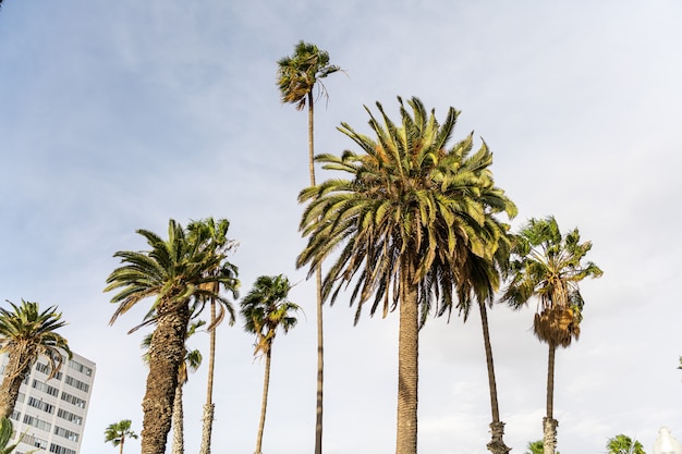 Foto palmeiras à noite nas ruas de los angeles, califórnia