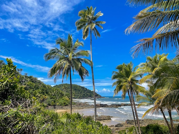 Palmeiras altas nas praias de Itacaré Bahia na trilha das 4 praias