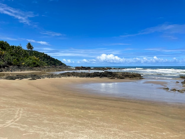 Palmeiras altas nas praias de Itacaré Bahia na trilha das 4 praias