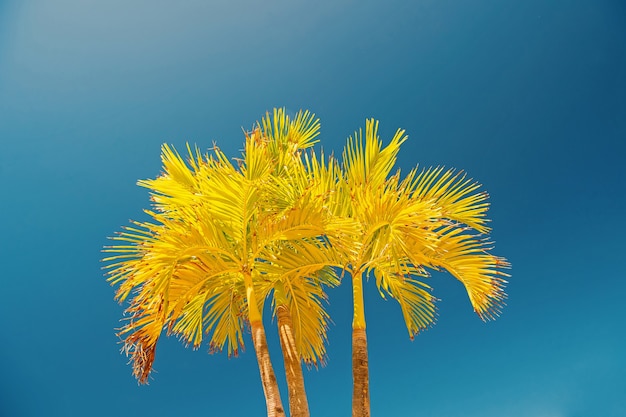 Palmeiras com folhas amarelas sobre fundo de céu azul ensolarado em Philipsburg, Sint Maarten. Férias de verão e viagens. Conceito de paraíso tropical