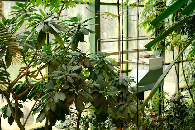 Palmeiras com folhas verdes suculentas na estufa do jardim botânico Foto de alta qualidade