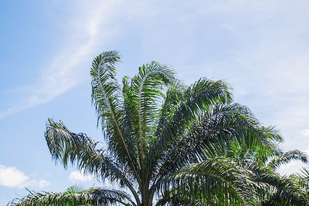 Palmeiras com o céu.