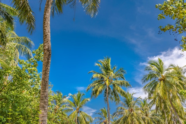 Palmeiras contra o céu azul, palmeiras na costa tropical, estilizadas, coqueiros, árvores de verão