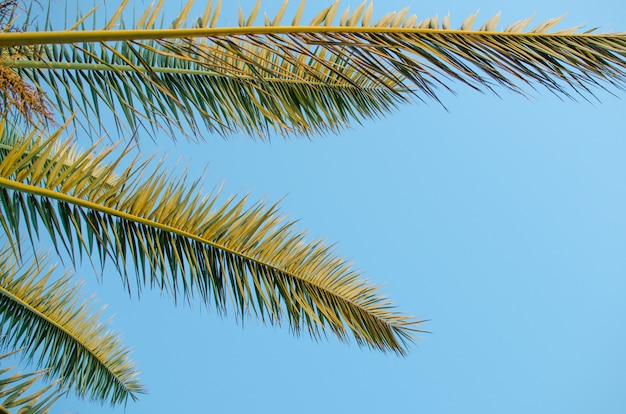 Foto palmeiras contra o céu azul