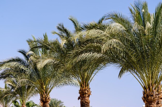 Foto palmeiras contra um céu azul no egito dahab sul do sinai