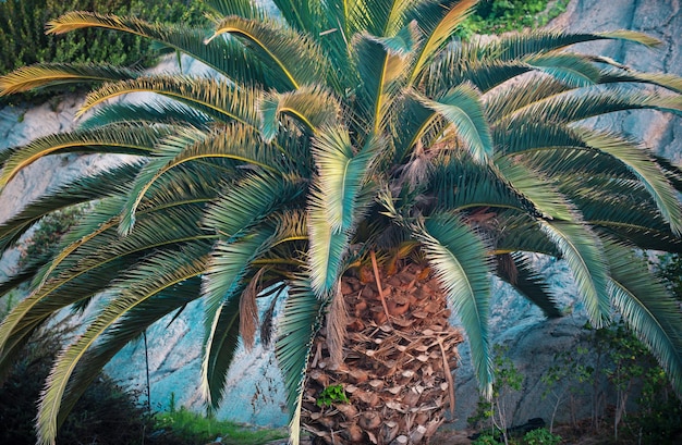 Palmeiras de coco bonitas texturas tropicais com luz do sol no céu palmeiras de fundo abstrato