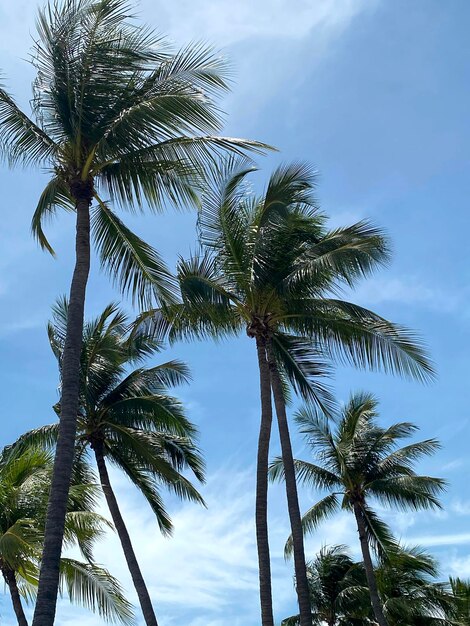 Palmeiras de coco no céu de verão