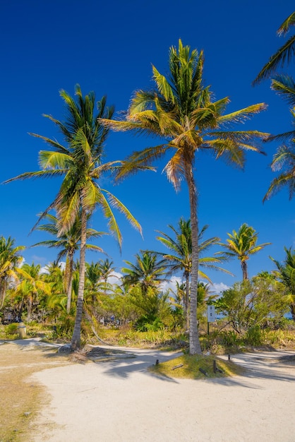 Palmeiras de coco perto de ruínas maias em Tulum Riviera Maya Yucatan Mar do Caribe México